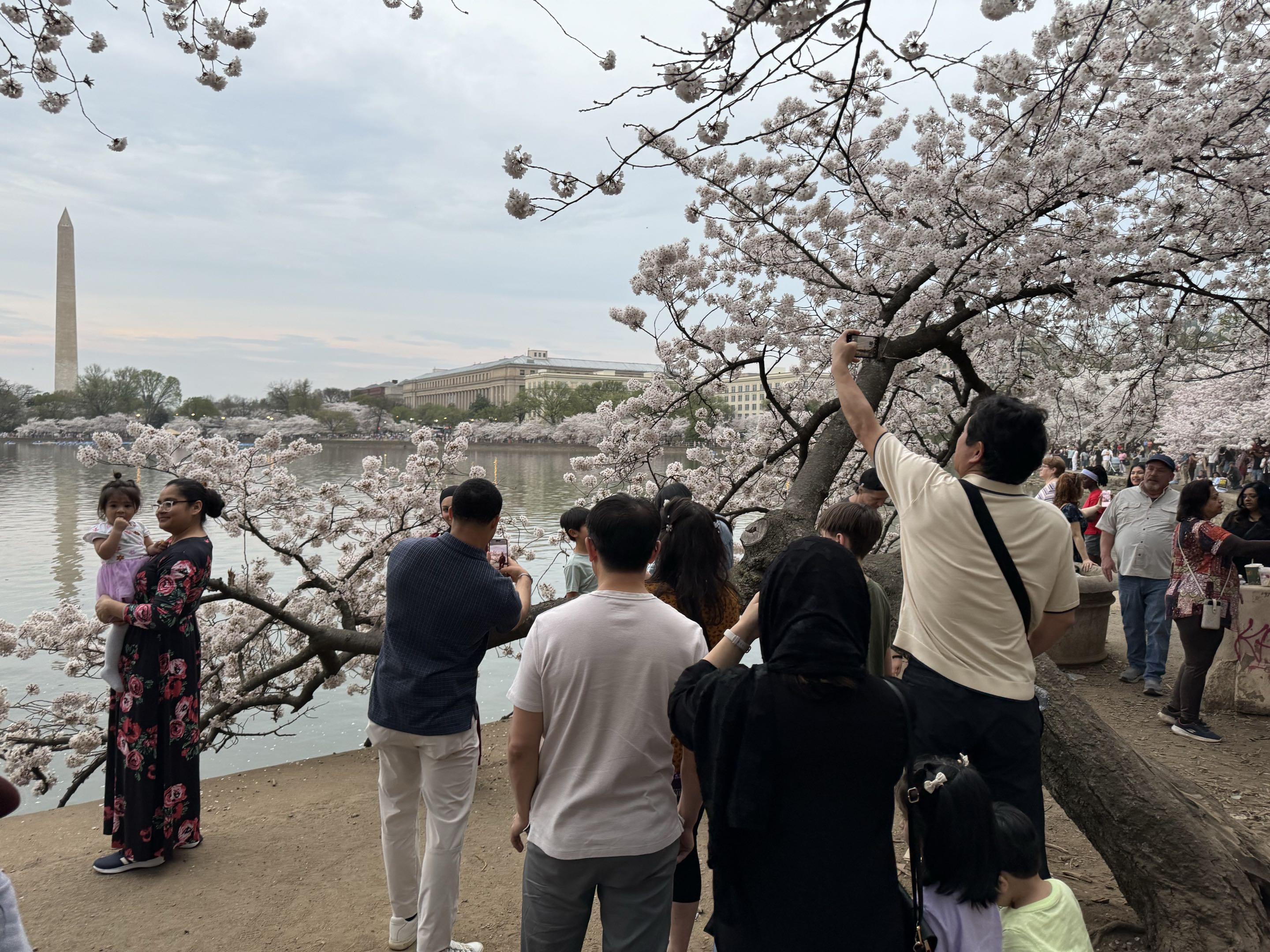 NPS forecasts DC cherry blossom peak bloom within March 29, April 1